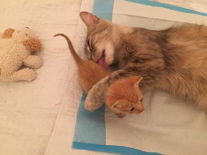Mother Cat Lost All Her Kittens, Then This Orphan Newborn Showed Up Mother Cat Lost All Her Kittens, Then This Orphan Newborn Showed Up