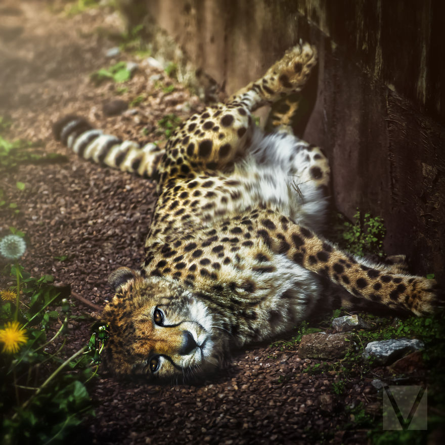 I Got Tired Of Boring Animal Photos, So I Took Some Myself I Got Tired Of Boring Animal Photos, So I Took Some Myself