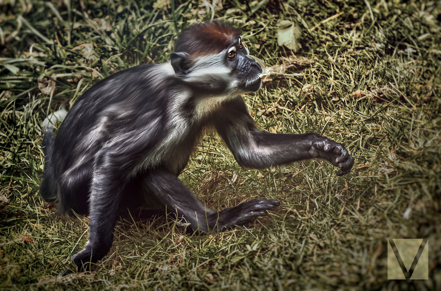 I Got Tired Of Boring Animal Photos, So I Took Some Myself I Got Tired Of Boring Animal Photos, So I Took Some Myself