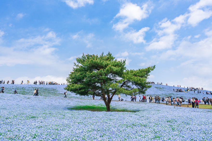My Pictures Of 4.5 Millions Nemophila Harmony In Hitachi Seaside Park In Japan My Pictures Of 4.5 Millions Nemophila Harmony In Hitachi Seaside Park In Japan