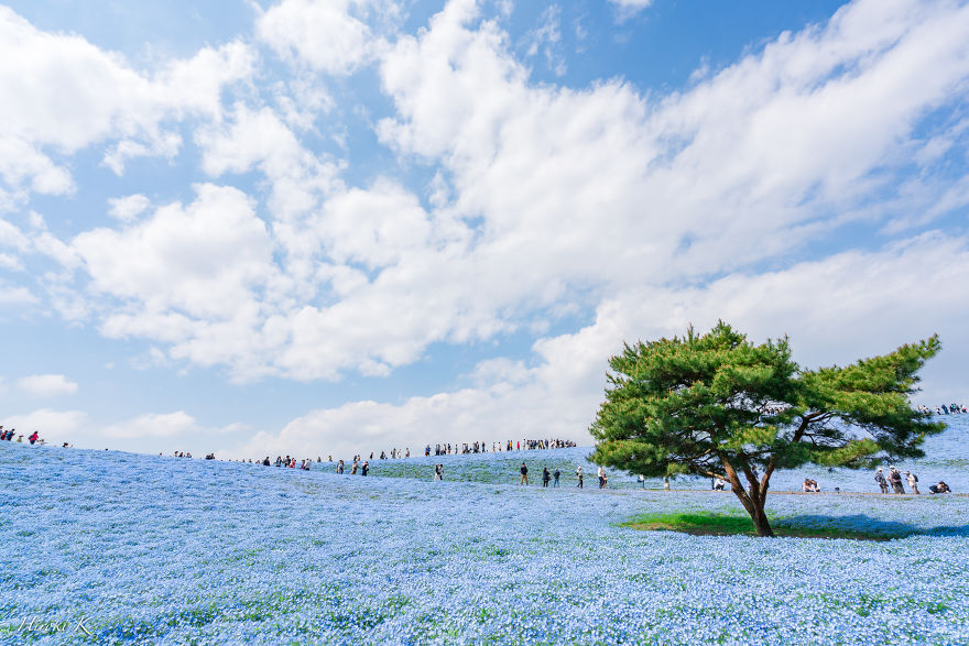 My Pictures Of 4.5 Millions Nemophila Harmony In Hitachi Seaside Park In Japan My Pictures Of 4.5 Millions Nemophila Harmony In Hitachi Seaside Park In Japan