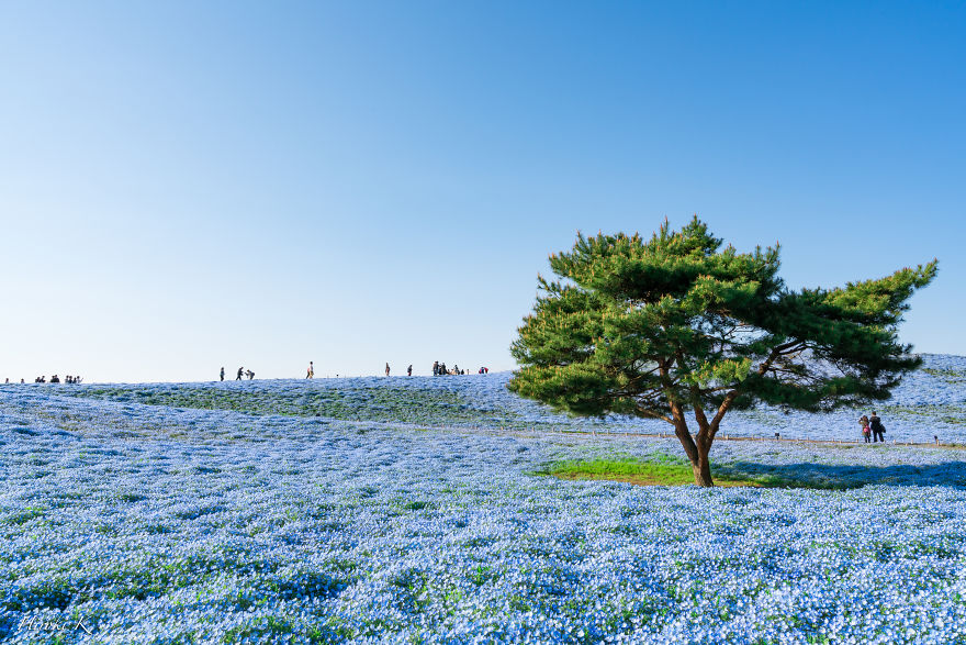My Pictures Of 4.5 Millions Nemophila Harmony In Hitachi Seaside Park In Japan My Pictures Of 4.5 Millions Nemophila Harmony In Hitachi Seaside Park In Japan