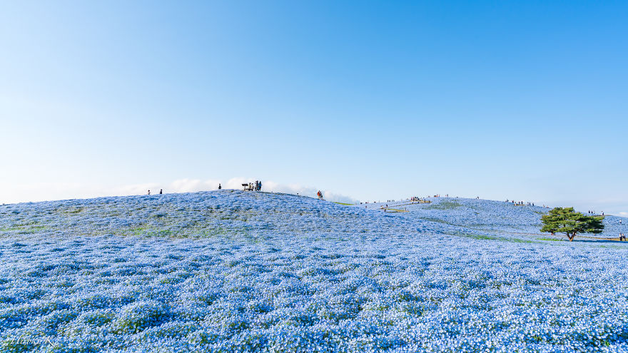 My Pictures Of 4.5 Millions Nemophila Harmony In Hitachi Seaside Park In Japan My Pictures Of 4.5 Millions Nemophila Harmony In Hitachi Seaside Park In Japan