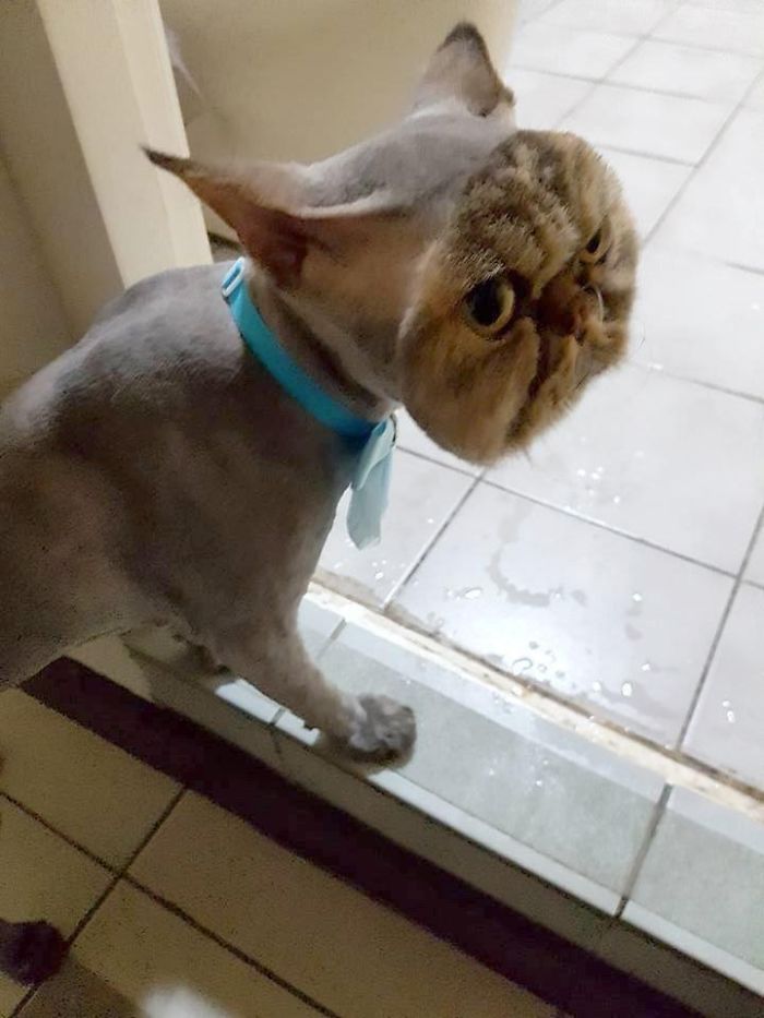 Owner Surprised After Taking Her Cat To A Groomer Owner Surprised After Taking Her Cat To A Groomer