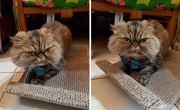 Owner Surprised After Taking Her Cat To A Groomer Owner Surprised After Taking Her Cat To A Groomer