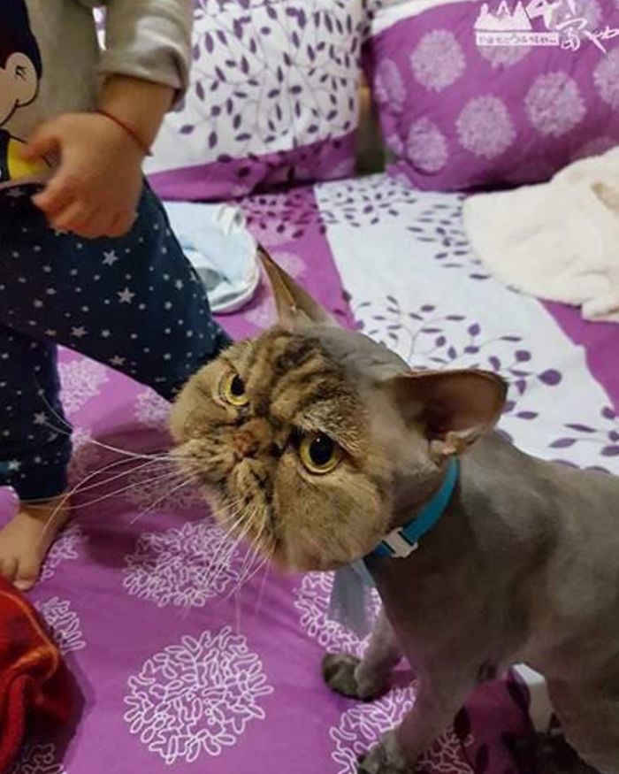 Owner Surprised After Taking Her Cat To A Groomer Owner Surprised After Taking Her Cat To A Groomer