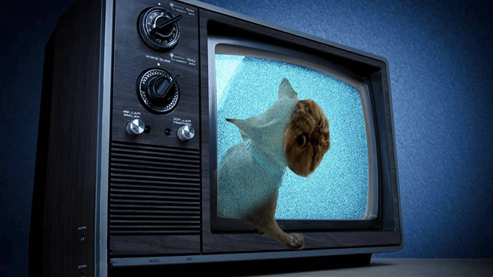 Owner Surprised After Taking Her Cat To A Groomer Owner Surprised After Taking Her Cat To A Groomer