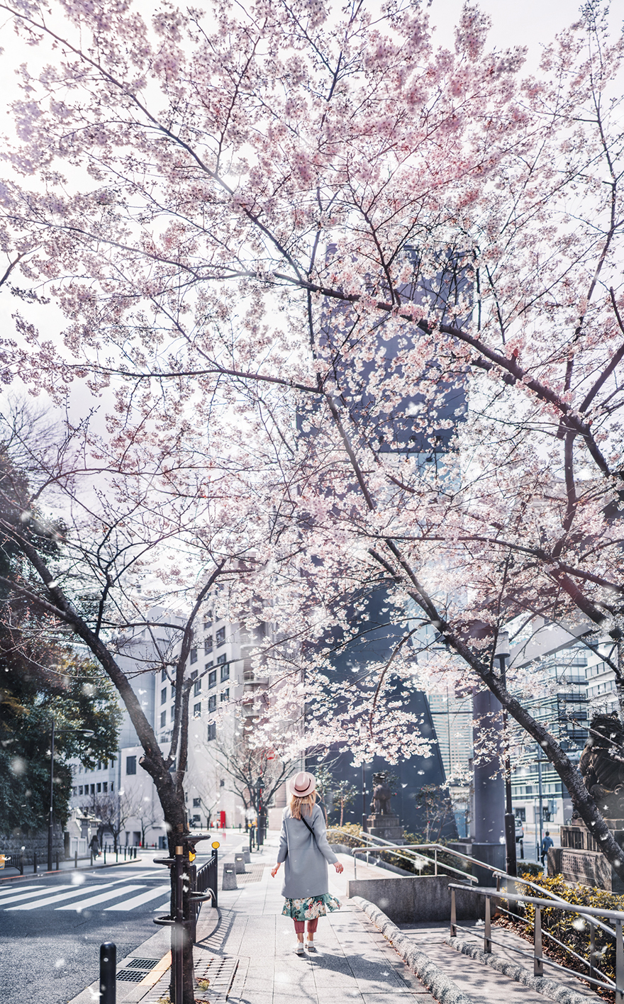 I Bought Tickets To Japan During The Cherry Blossom, But Ended Up In A Pink Fairy Tale Instead I Bought Tickets To Japan During The Cherry Blossom, But Ended Up In A Pink Fairy Tale Instead