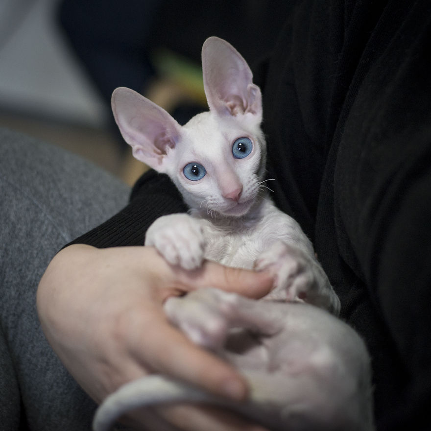 Is There Anything Cuter Than Fluffy Furry Kittens? Oh Yes, Little Alien-Looking Cornish Rex Babies Is There Anything Cuter Than Fluffy Furry Kittens? Oh Yes, Little Alien-Looking Cornish Rex Babies