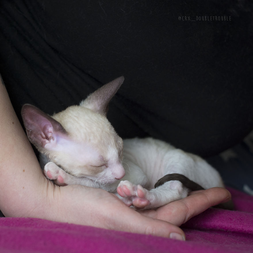 Is There Anything Cuter Than Fluffy Furry Kittens? Oh Yes, Little Alien-Looking Cornish Rex Babies Is There Anything Cuter Than Fluffy Furry Kittens? Oh Yes, Little Alien-Looking Cornish Rex Babies