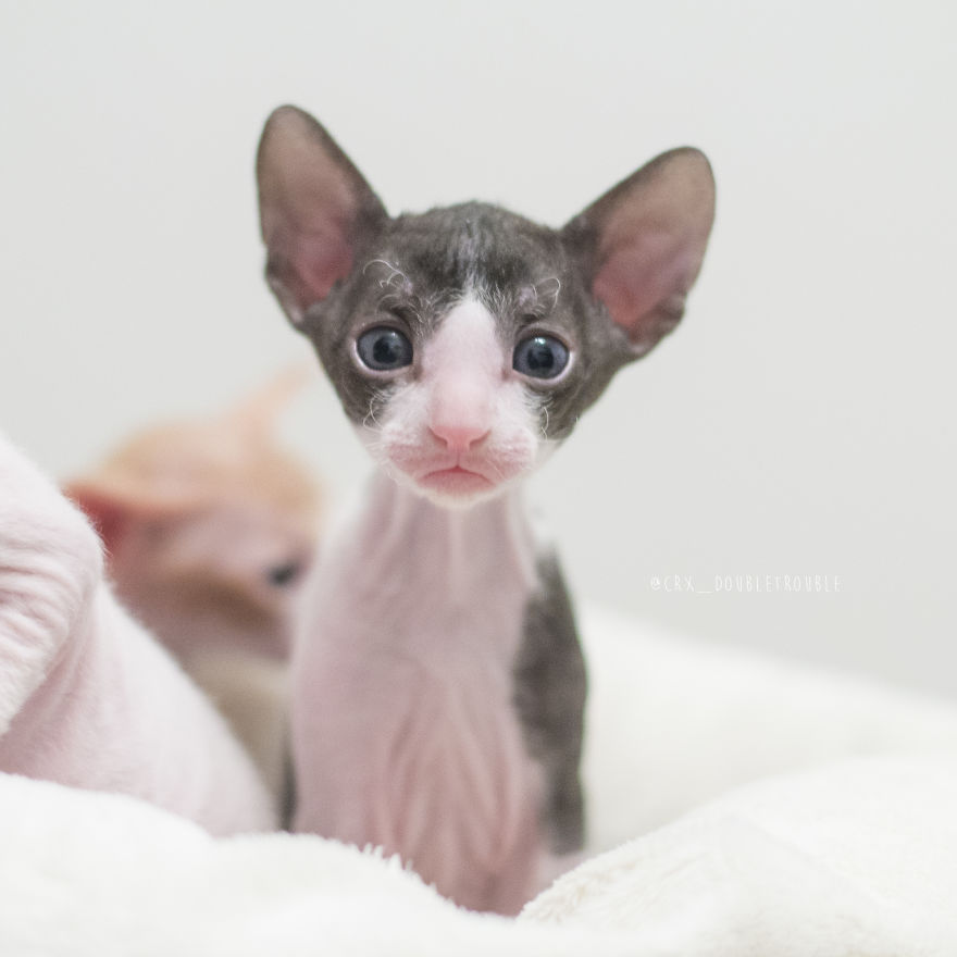 Is There Anything Cuter Than Fluffy Furry Kittens? Oh Yes, Little Alien-Looking Cornish Rex Babies Is There Anything Cuter Than Fluffy Furry Kittens? Oh Yes, Little Alien-Looking Cornish Rex Babies