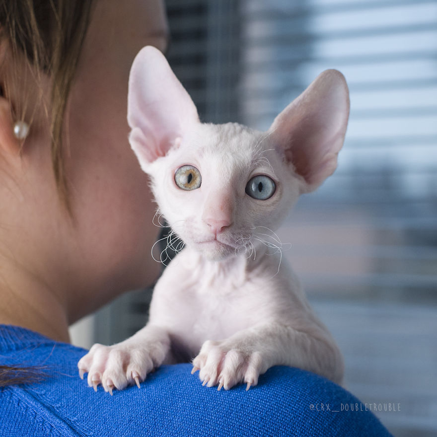 Is There Anything Cuter Than Fluffy Furry Kittens? Oh Yes, Little Alien-Looking Cornish Rex Babies Is There Anything Cuter Than Fluffy Furry Kittens? Oh Yes, Little Alien-Looking Cornish Rex Babies