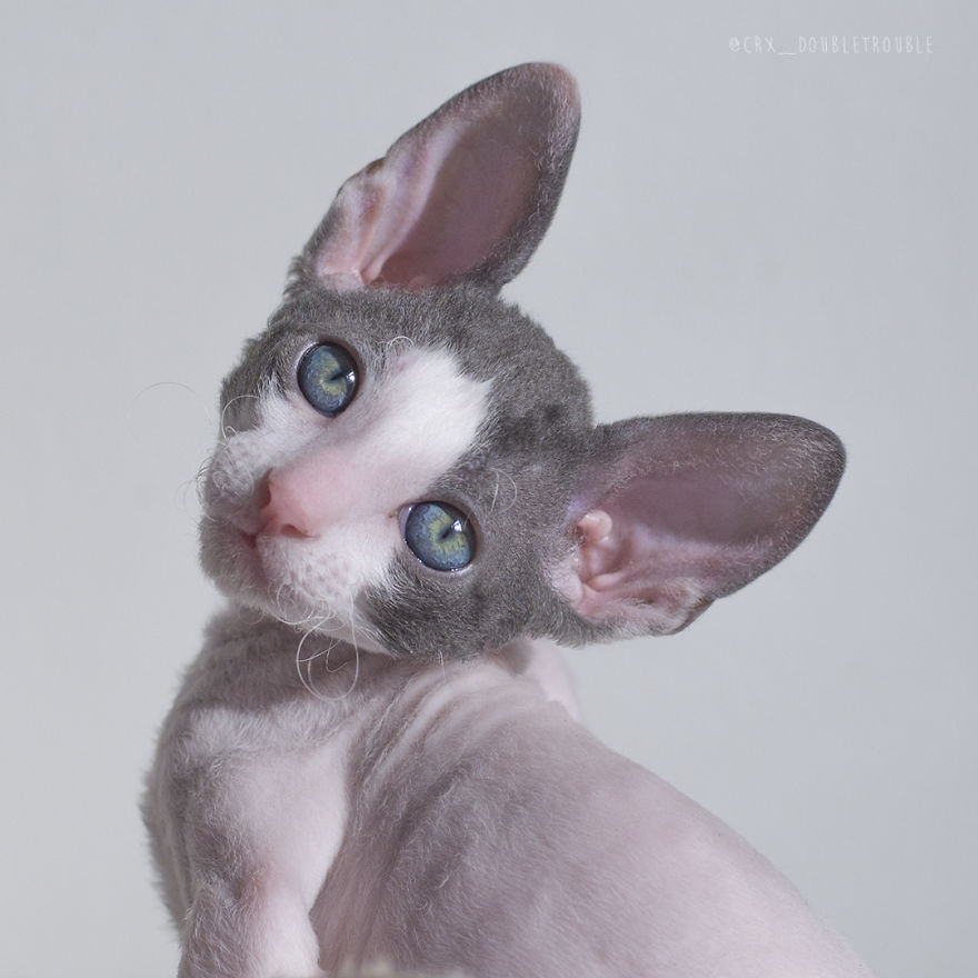 Is There Anything Cuter Than Fluffy Furry Kittens? Oh Yes, Little Alien-Looking Cornish Rex Babies Is There Anything Cuter Than Fluffy Furry Kittens? Oh Yes, Little Alien-Looking Cornish Rex Babies