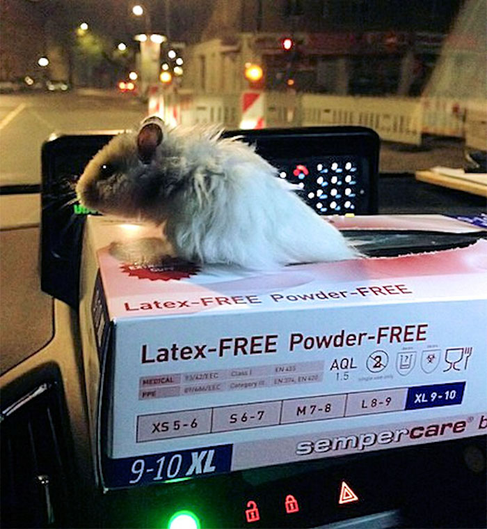 Hamster Left To Die Gets Rescued By Police Officers, And Now They’re Fighting Crime Together Hamster Left To Die Gets Rescued By Police Officers, And Now They’re Fighting Crime Together