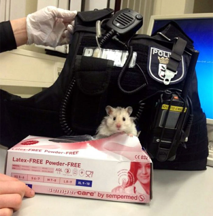 Hamster Left To Die Gets Rescued By Police Officers, And Now They’re Fighting Crime Together Hamster Left To Die Gets Rescued By Police Officers, And Now They’re Fighting Crime Together