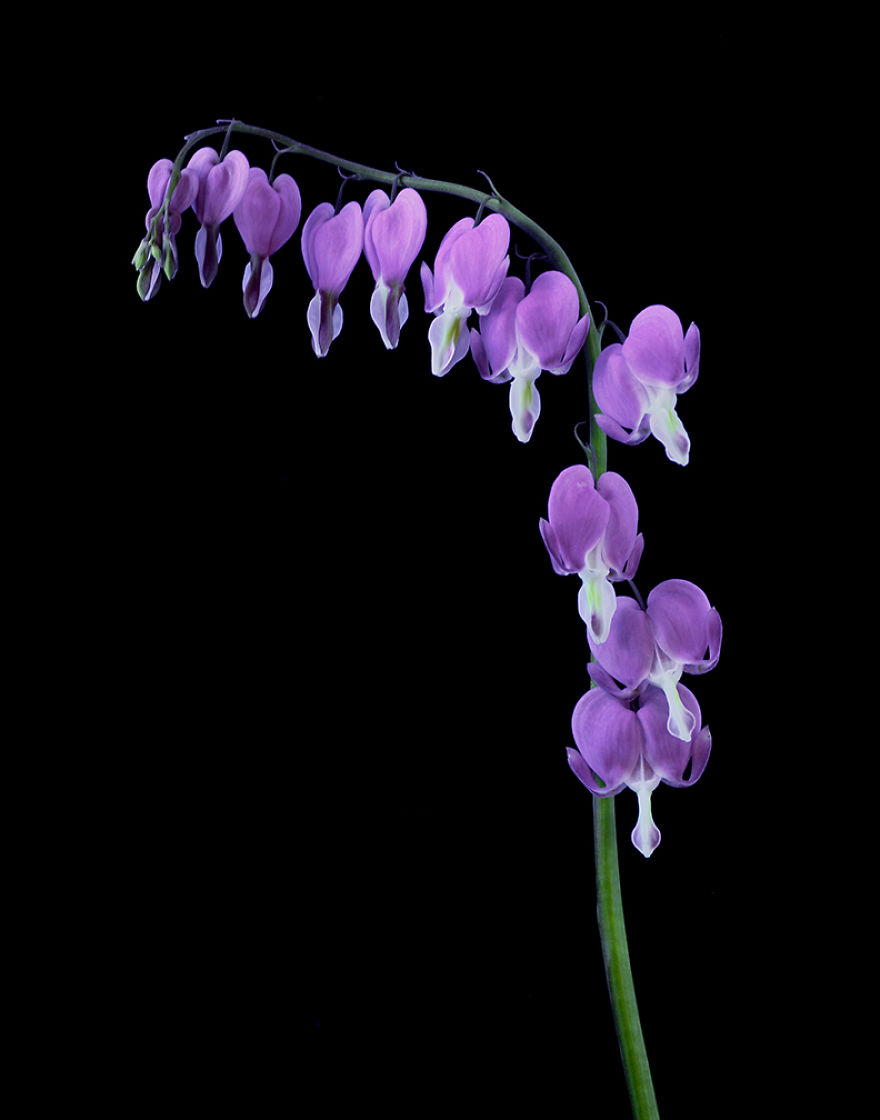 I Photograph Plants In Blacklight (Uva) Party Lights I Photograph Plants In Blacklight (Uva) Party Lights