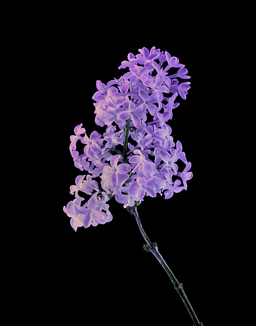 I Photograph Plants In Blacklight (Uva) Party Lights I Photograph Plants In Blacklight (Uva) Party Lights