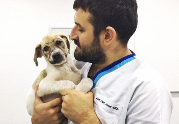 Kids Leave Puppy To Die After Covering It With Industrial Glue, However It Refuses To Give Up Kids Leave Puppy To Die After Covering It With Industrial Glue, However It Refuses To Give Up