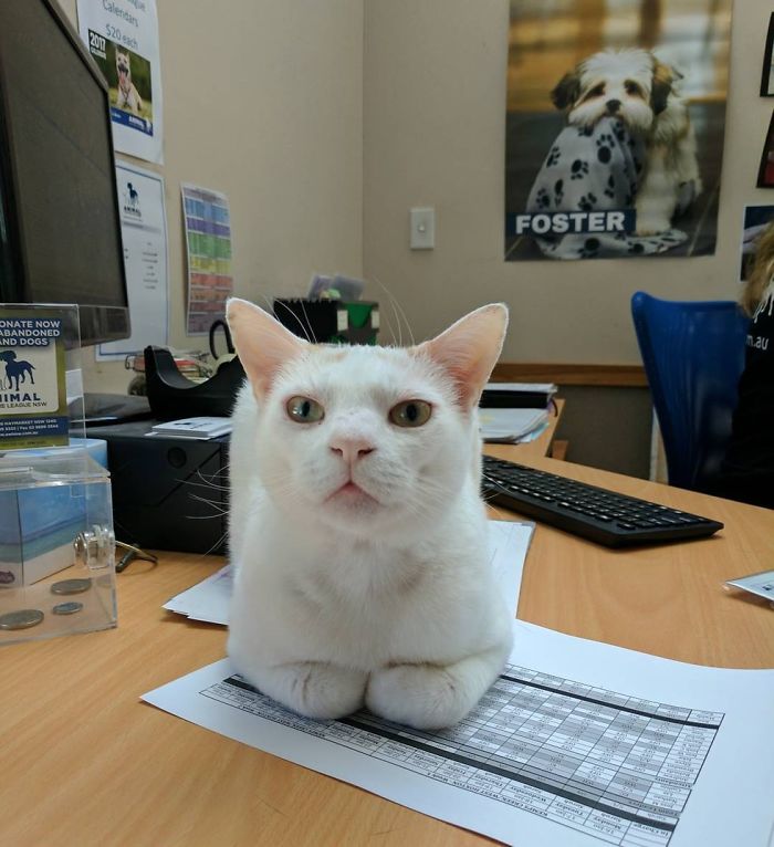 This Cat Has Been Waiting In Shelter For More Than 400 Days, So The Staff Came Up With A Plan
