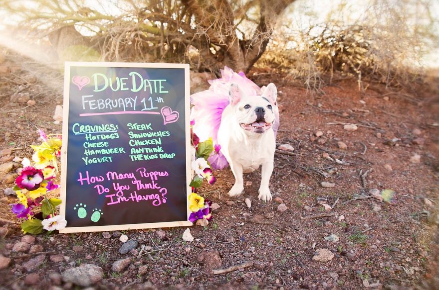 We Created Adorable Maternity And Newborn Photoshoot With Holly The French Bulldog