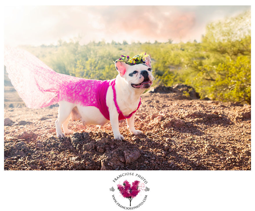 We Created Adorable Maternity And Newborn Photoshoot With Holly The French Bulldog