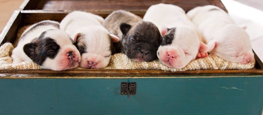 We Created Adorable Maternity And Newborn Photoshoot With Holly The French Bulldog