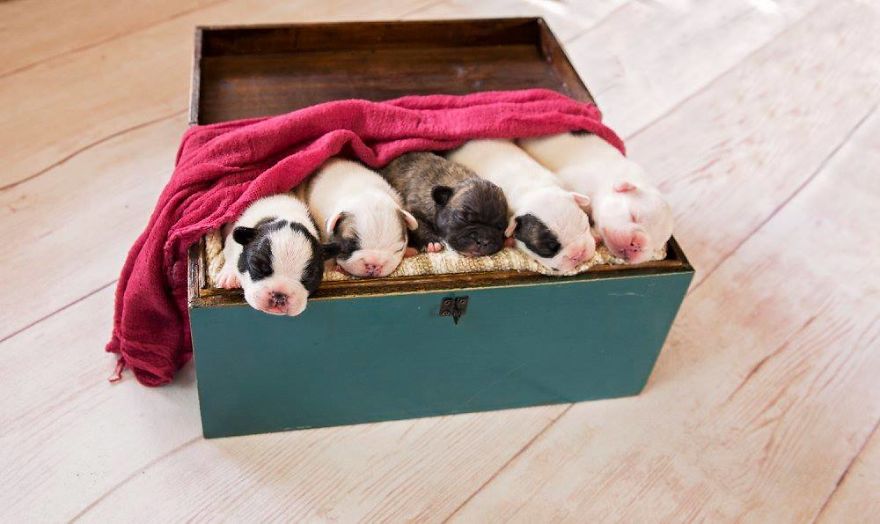 We Created Adorable Maternity And Newborn Photoshoot With Holly The French Bulldog