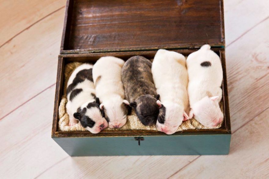 We Created Adorable Maternity And Newborn Photoshoot With Holly The French Bulldog