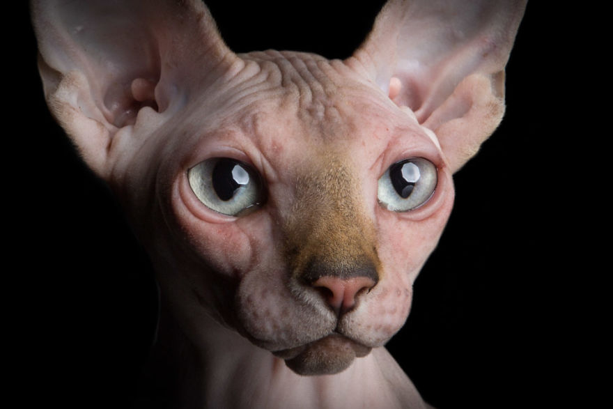 43 Hairless Cat Photos That Will Remind You Of Aliens 43 Hairless Cat Photos That Will Remind You Of Aliens