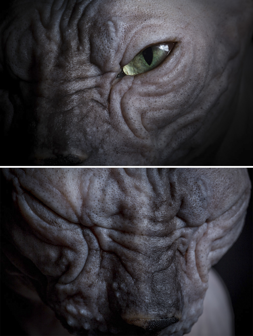 43 Hairless Cat Photos That Will Remind You Of Aliens 43 Hairless Cat Photos That Will Remind You Of Aliens