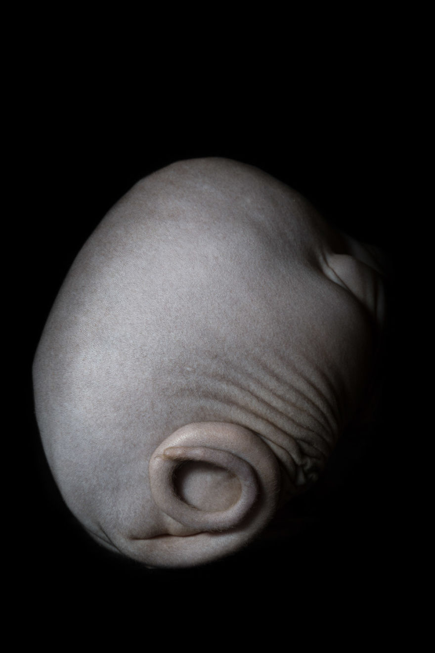 43 Hairless Cat Photos That Will Remind You Of Aliens 43 Hairless Cat Photos That Will Remind You Of Aliens