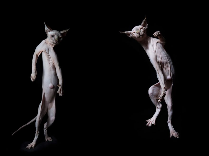 43 Hairless Cat Photos That Will Remind You Of Aliens 43 Hairless Cat Photos That Will Remind You Of Aliens