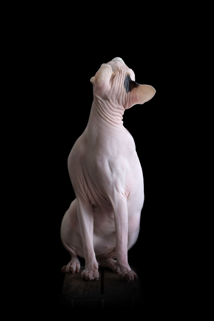 43 Hairless Cat Photos That Will Remind You Of Aliens 43 Hairless Cat Photos That Will Remind You Of Aliens