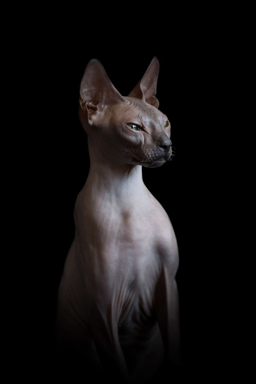 43 Hairless Cat Photos That Will Remind You Of Aliens 43 Hairless Cat Photos That Will Remind You Of Aliens