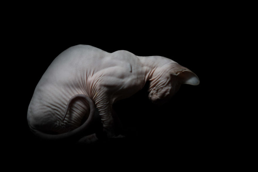 43 Hairless Cat Photos That Will Remind You Of Aliens 43 Hairless Cat Photos That Will Remind You Of Aliens