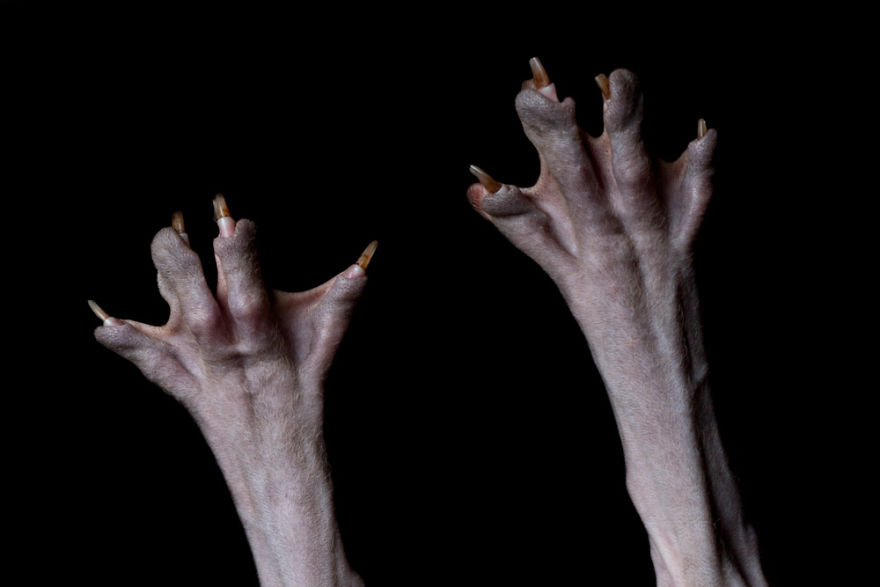 43 Hairless Cat Photos That Will Remind You Of Aliens 43 Hairless Cat Photos That Will Remind You Of Aliens