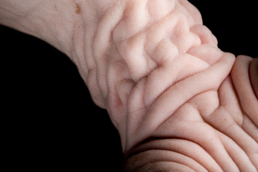 43 Hairless Cat Photos That Will Remind You Of Aliens 43 Hairless Cat Photos That Will Remind You Of Aliens