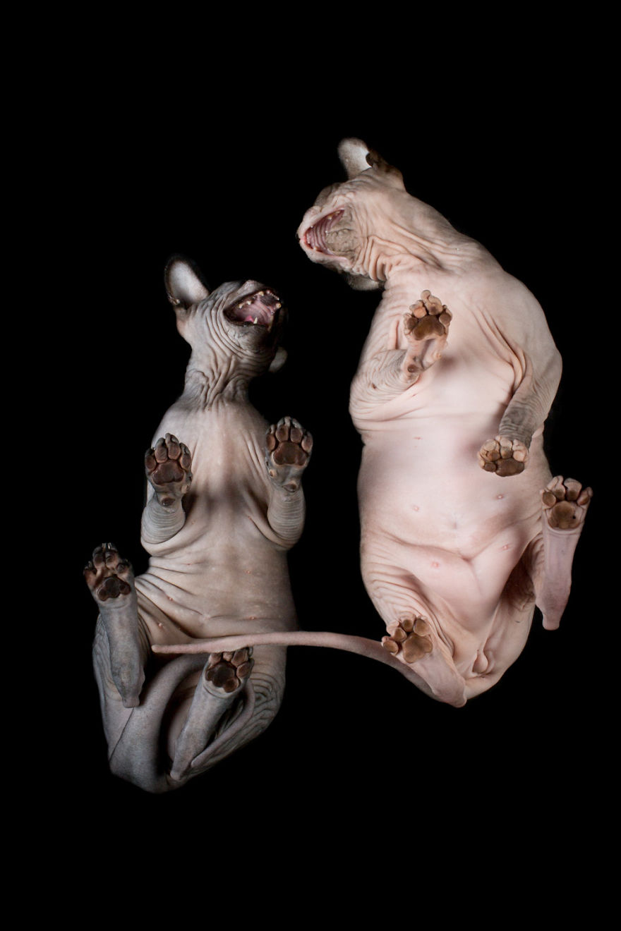 43 Hairless Cat Photos That Will Remind You Of Aliens 43 Hairless Cat Photos That Will Remind You Of Aliens