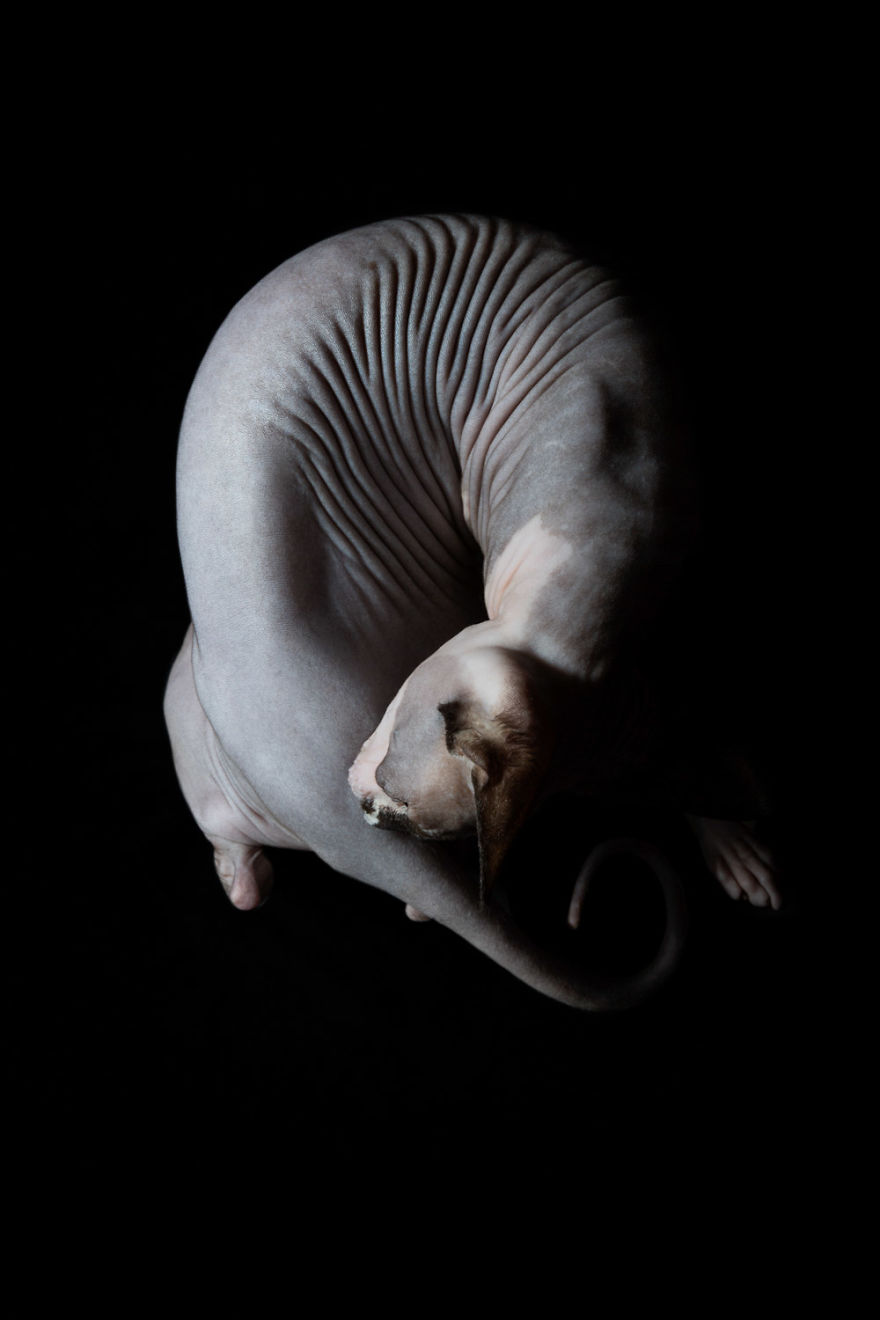 43 Hairless Cat Photos That Will Remind You Of Aliens 43 Hairless Cat Photos That Will Remind You Of Aliens