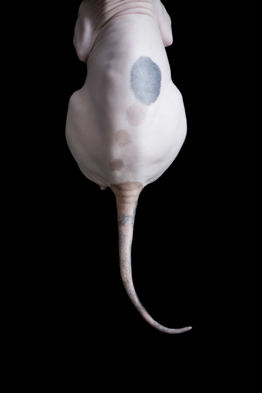 43 Hairless Cat Photos That Will Remind You Of Aliens 43 Hairless Cat Photos That Will Remind You Of Aliens