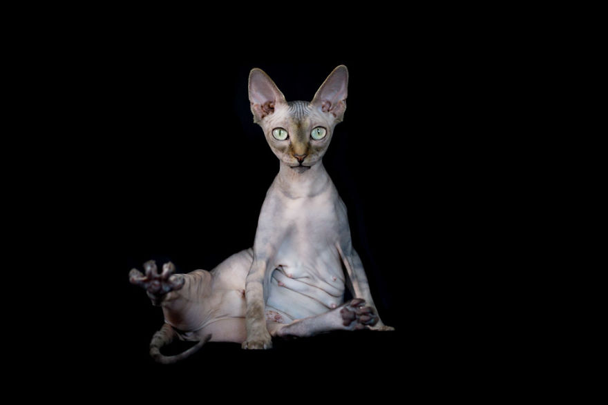 43 Hairless Cat Photos That Will Remind You Of Aliens 43 Hairless Cat Photos That Will Remind You Of Aliens