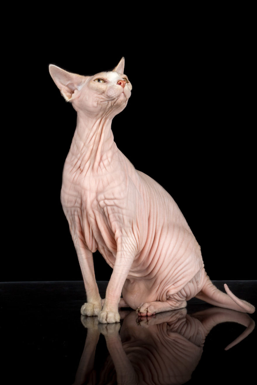 43 Hairless Cat Photos That Will Remind You Of Aliens 43 Hairless Cat Photos That Will Remind You Of Aliens