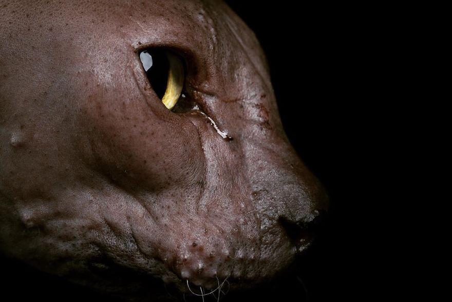 43 Hairless Cat Photos That Will Remind You Of Aliens 43 Hairless Cat Photos That Will Remind You Of Aliens