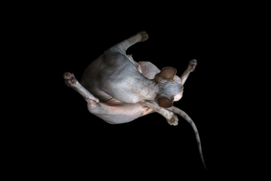 43 Hairless Cat Photos That Will Remind You Of Aliens 43 Hairless Cat Photos That Will Remind You Of Aliens