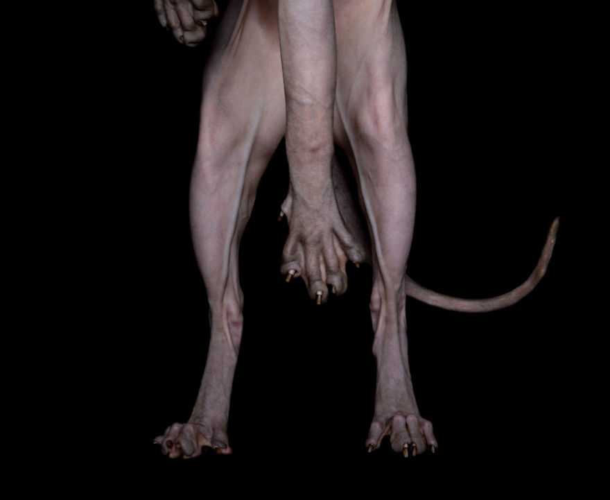 43 Hairless Cat Photos That Will Remind You Of Aliens 43 Hairless Cat Photos That Will Remind You Of Aliens