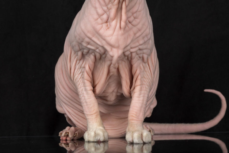 43 Hairless Cat Photos That Will Remind You Of Aliens 43 Hairless Cat Photos That Will Remind You Of Aliens