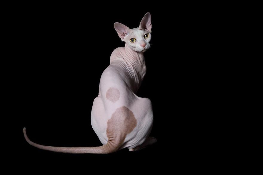 43 Hairless Cat Photos That Will Remind You Of Aliens 43 Hairless Cat Photos That Will Remind You Of Aliens