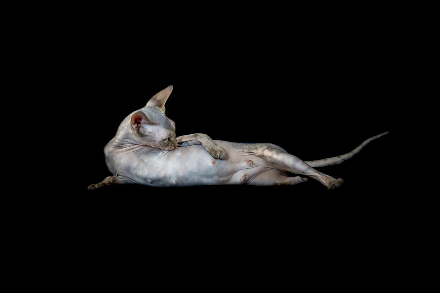 43 Hairless Cat Photos That Will Remind You Of Aliens 43 Hairless Cat Photos That Will Remind You Of Aliens