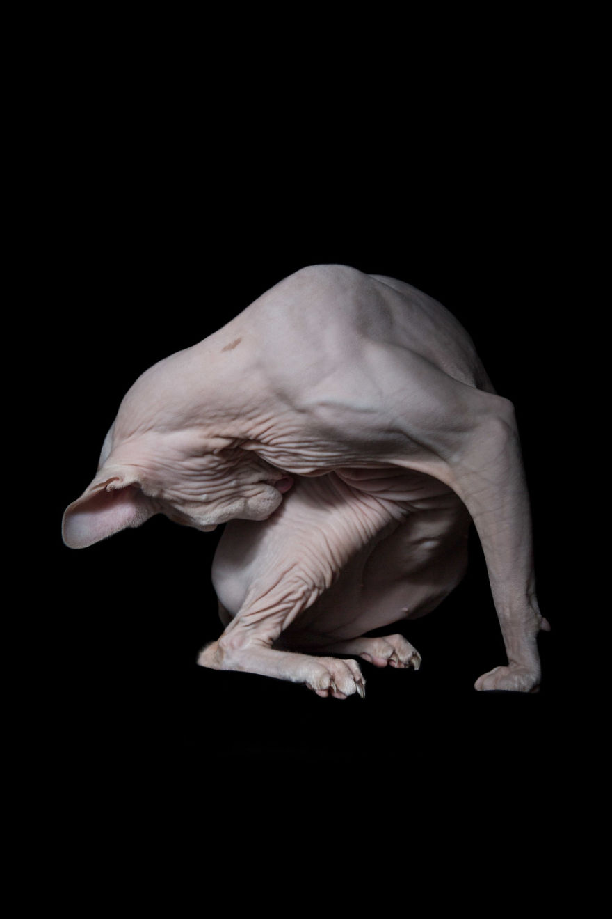 43 Hairless Cat Photos That Will Remind You Of Aliens 43 Hairless Cat Photos That Will Remind You Of Aliens