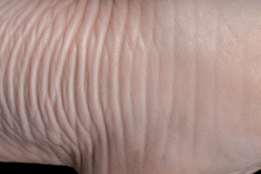 43 Hairless Cat Photos That Will Remind You Of Aliens 43 Hairless Cat Photos That Will Remind You Of Aliens